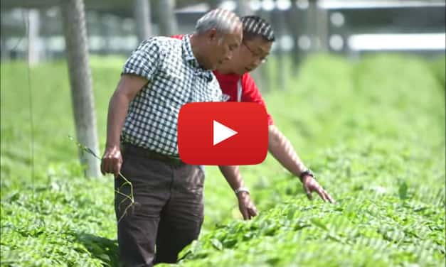 Video: Hsu Ginseng