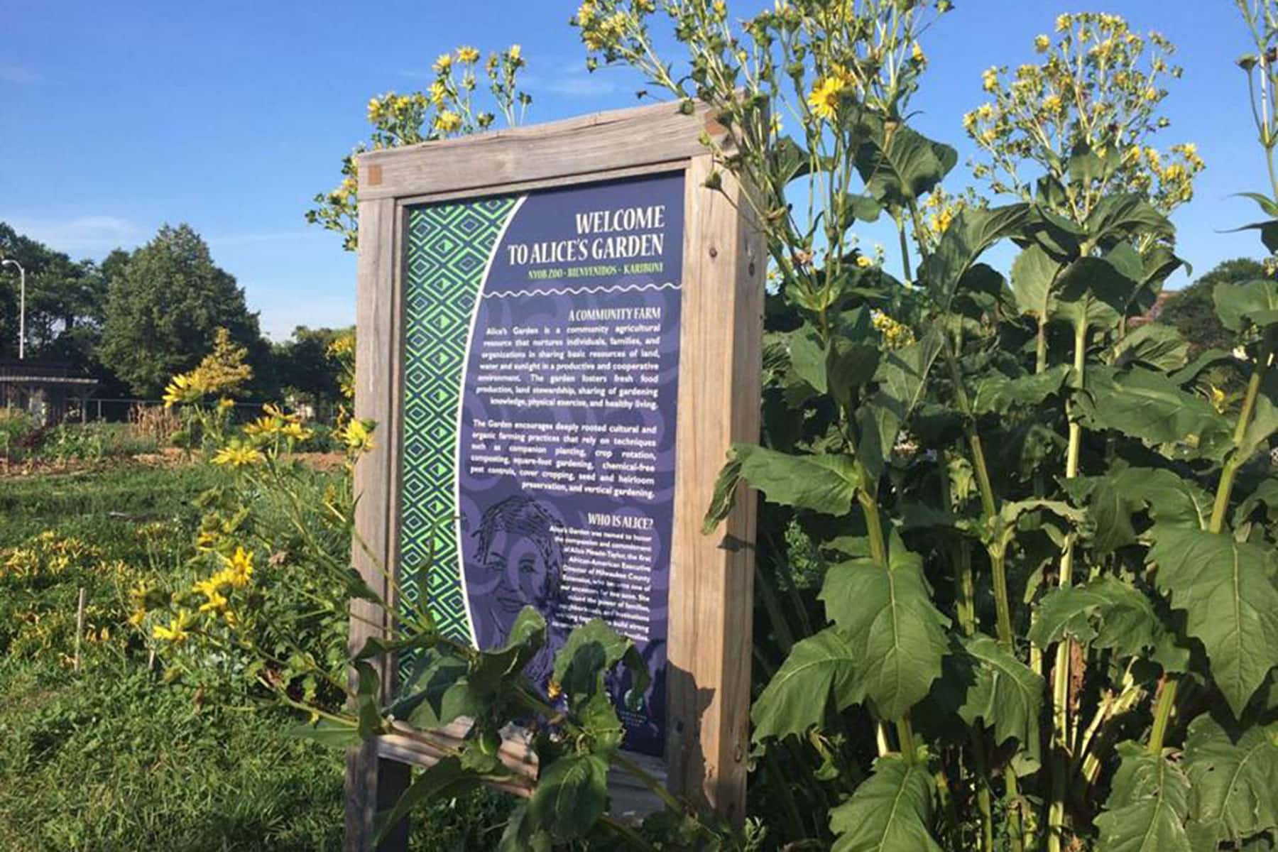 ballon Verstikken nietig Alice's Garden brings neighbors back to their roots | Milwaukee Independent
