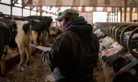 Local dairies struggle to keep immigrant workers under Trump