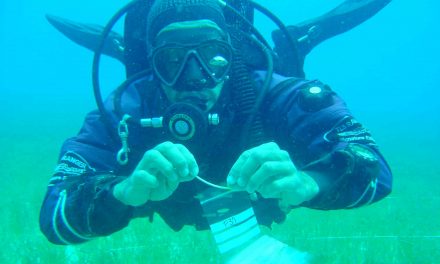 Biologist Filipe Alberto awarded $2.8M grant for bioenergy kelp study