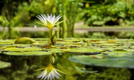 Public garden aims to harness the healing power of nature