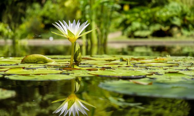 Public garden aims to harness the healing power of nature