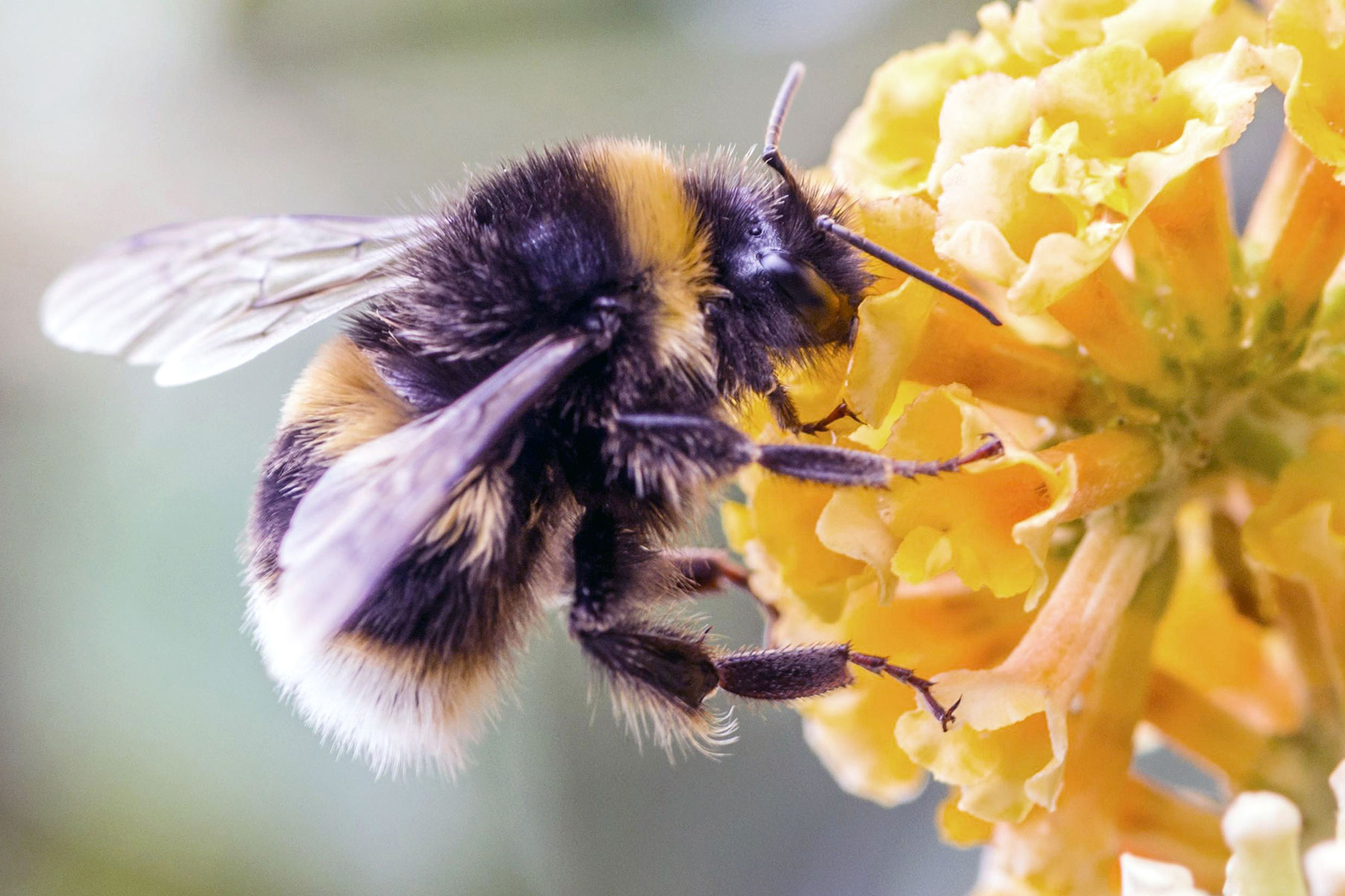 Bumble Bee Brigade tracks Wisconsin species one photo at a time