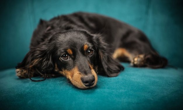 Local Veterinarians offer warnings to pet owners about summer heat
