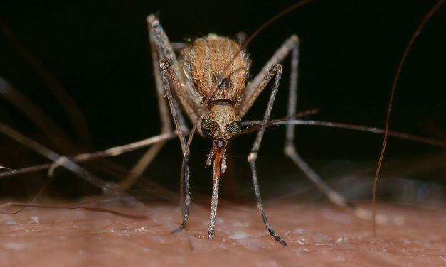Health Department reports Mosquitos test positive again this year for West Nile Virus