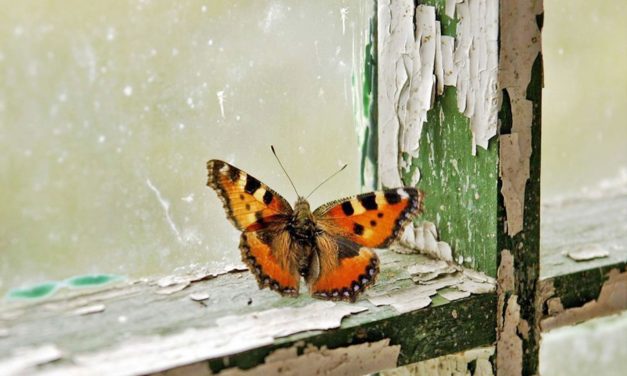 On Broken Windows and Spreading Wings: Breathing Life into Butterfly Park