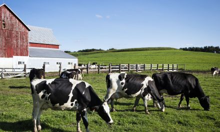 First victim of escalating trade war is Wisconsin’s cheese capital