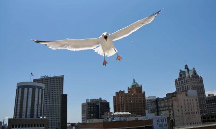 With Fiserv Forum noted as first Avian-Friendly Arena, birds can continue dive bombing people