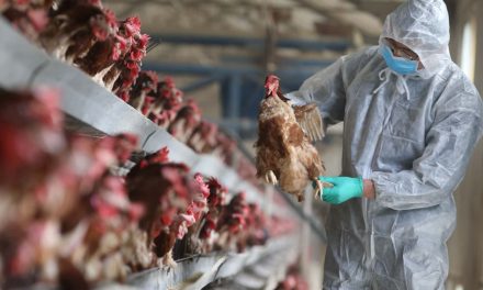Public Health: Wisconsin’s scientific role in H5N1 flu research remains contentious