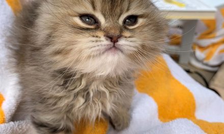 Saving Nala: Sip & Purr Cat Café rescues homeless Egyptian kitten