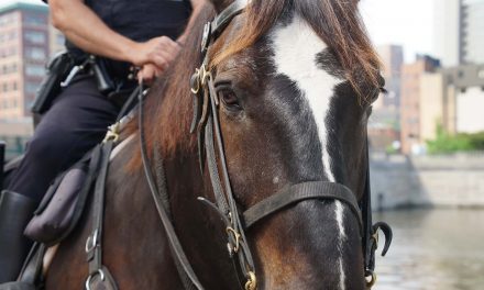 New home of MKE Urban Stables to combine mounted police with equine-assisted therapy