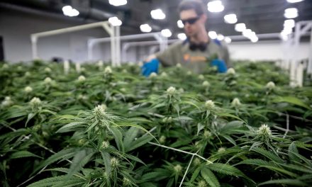 Big Cannabis: Billions up for grabs as states move to legalize marijuana