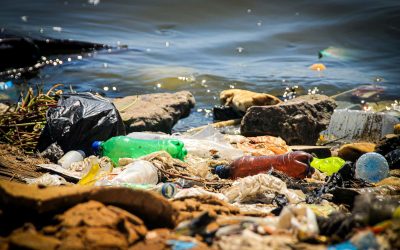 An Insect Evolution: Scientists discover how enzymes from plastic-eating bugs can boost recycling