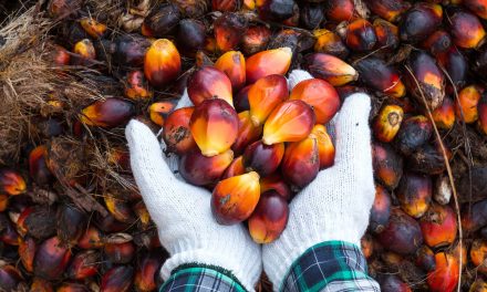From slavery to skin care: How palm oil became the most hated crop and most used source of fat