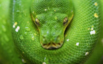 Just as poisonous snakes require specific antivenoms, there is no one-size-fits-all remedy for discrimination