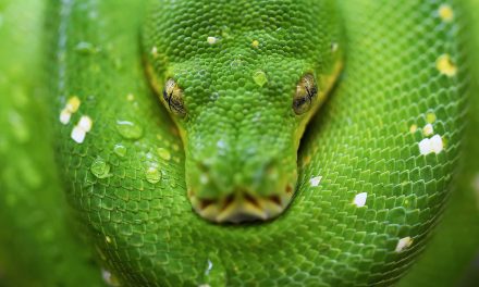 Just as poisonous snakes require specific antivenoms, there is no one-size-fits-all remedy for discrimination