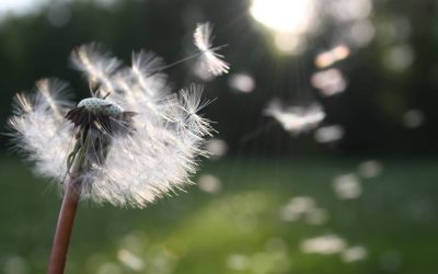 Allergic Reactions: Research finds that pollen season is expanding and intensifying with climate change