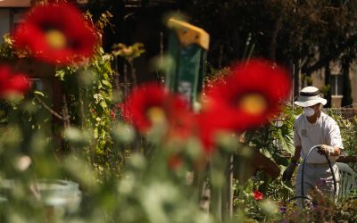 Dirt, sweat, and tranquility: How the pandemic’s gardening boom became a refuge for public health