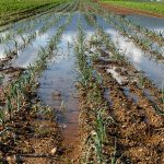 Impact on well-being: How Wisconsin’s agricultural runoff became an overlooked threat to public health