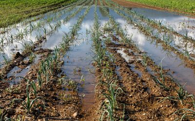 Impact on well-being: How Wisconsin’s agricultural runoff became an overlooked threat to public health