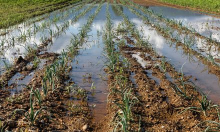 Impact on well-being: How Wisconsin’s agricultural runoff became an overlooked threat to public health