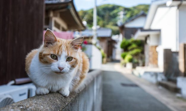 Meow Meow Meow: Celebrating our furry companions ahead of the midterm elections on National Cat Day