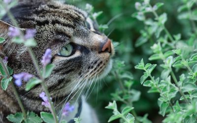 Kitty Kryptonite: Understanding the behavioral impact of catnip’s nepetalactone on felines and humans