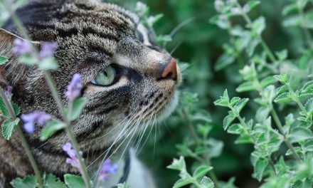Kitty Kryptonite: Understanding the behavioral impact of catnip’s nepetalactone on felines and humans