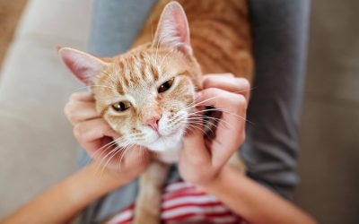 Emotional Relief: Studies show cats and other kinds of pet therapy helps to improve the wellbeing of patients
