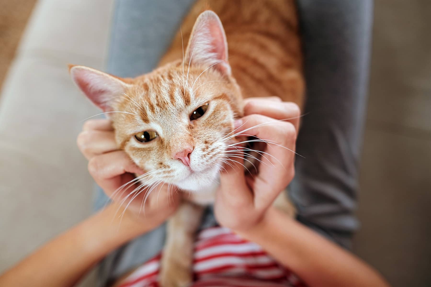 Emotional Relief Studies Show Cats And Other Kinds Of Pet Therapy 
