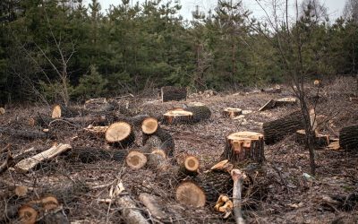 Carbon Budget: Why reducing deforestation is vital to protecting biodiversity and slowing climate change