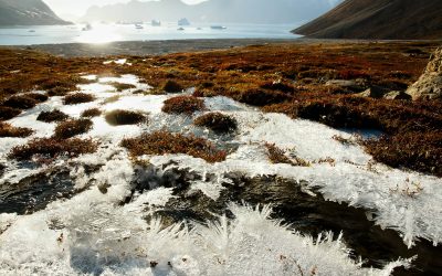 Zombie Virus: Scientists reanimate 50,000 year-old microbes released in thawing Siberian Permafrost