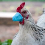 New Bird Flu strain: Why next pandemic could be more deadly because Trump used racism to politicize COVID