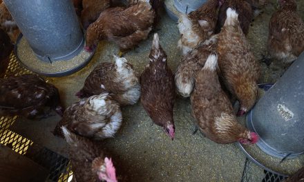 Avian Influenza: Costs pile up and health concern spreads as bird flu outbreak enters second year