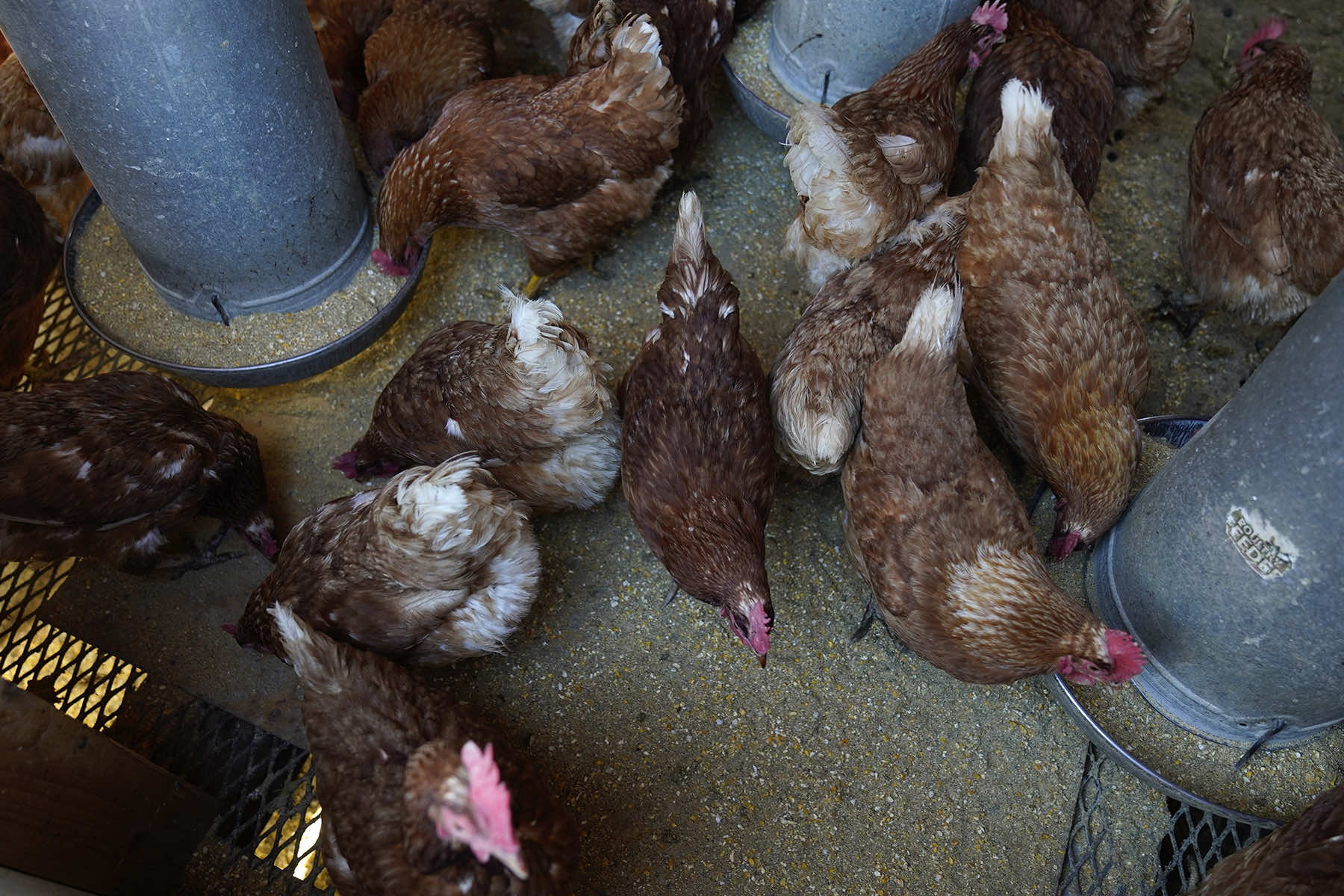 Avian Influenza Costs Pile Up And Health Concern Spreads As Bird Flu 