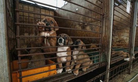 Growing efforts to outlaw South Korea’s dog meat industry face a mix of support and opposition