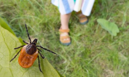 CDC says a rare red meat allergy triggered by tick bites is becoming more common