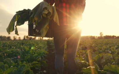 Sexual Violence: How the United States could reduce a pervasive threat for female farm workers