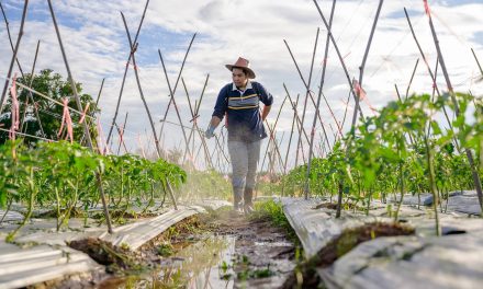 Why the Green Revolution is not a blueprint for feeding a hungry planet but a dire warning