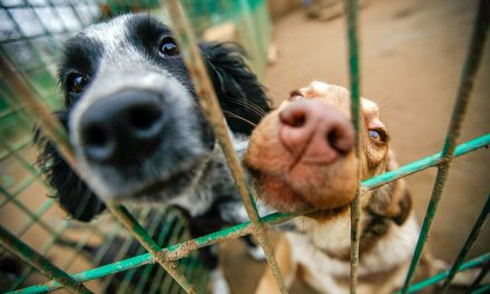 Pandemic puppies: Animal shelters face overcrowding as families abandoned pets over housing struggles