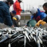 Seafood Safety: Profits surge as Japanese consumers rally behind Fukushima’s fishing industry