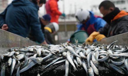 Seafood Safety: Profits surge as Japanese consumers rally behind Fukushima’s fishing industry