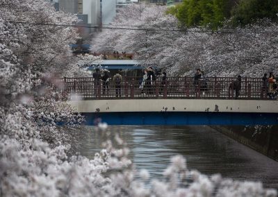 031124_Sakura2021_008