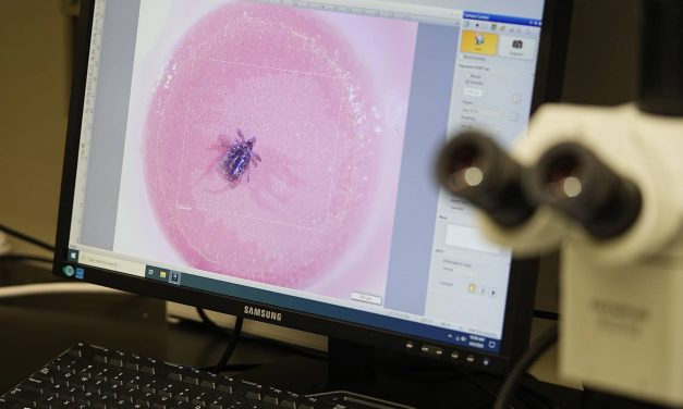 Tick season is underway: How Milwaukee residents can avoid the little blood suckers