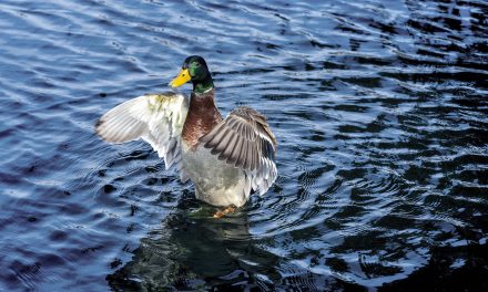 What to know about the risks to backyard bird feeders from the avian influenza outbreak in wild fowl