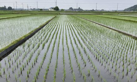 Rice crisis deepens in Japan as government missteps trigger supply shortages and rising public anger