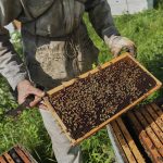 Researchers fear climate stress is changing bee behavior and threatening global pollination
