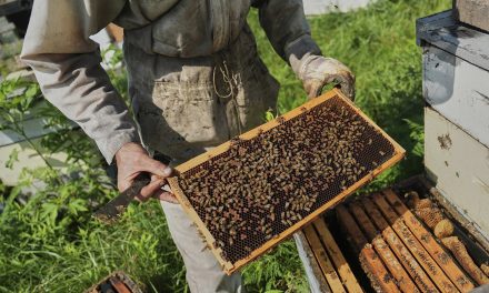 Researchers fear climate stress is changing bee behavior and threatening global pollination