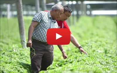 Video: Hsu Ginseng