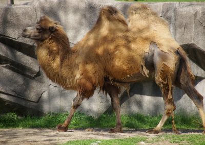 052418_zoobeasties_0471